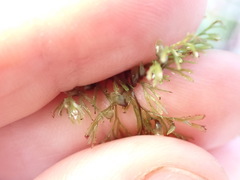 Hymenophyllum multifidum