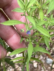 Trichostema brachiatum