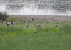Branta ruficollis