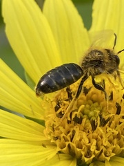 Andrena helianthi