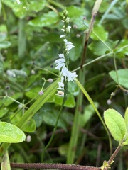 Spiranthes
