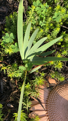 Iris domestica