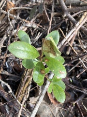 Pittosporum