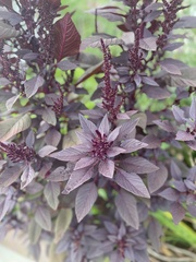 Amaranthus cruentus