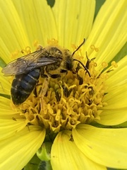 Andrena helianthi