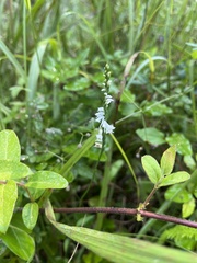 Spiranthes