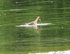 Limosa limosa