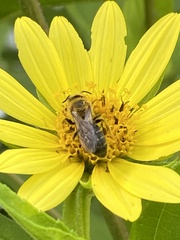 Andrena helianthi