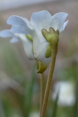 Pinguicula alpina