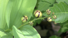 Maianthemum stellatum