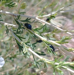 Altica obliterata