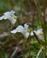 Pinguicula alpina