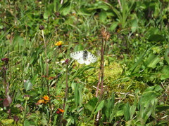 Parnassius smintheus