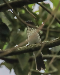 Saltator striatipectus