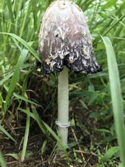 Coprinus
