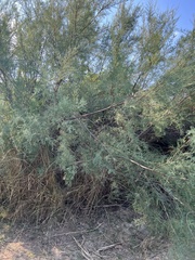Tamarix