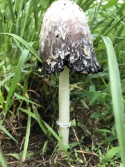 Coprinus