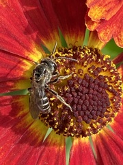 Lasioglossum coriaceum