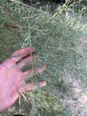 Tamarix