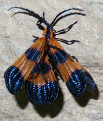 Calopteron terminale