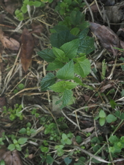 Ageratum conyzoides