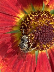 Lasioglossum coriaceum