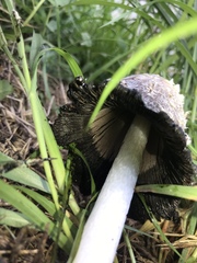 Coprinus