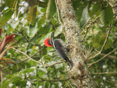Dryocopus lineatus