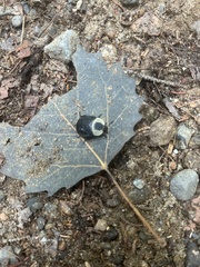 Necrophila americana