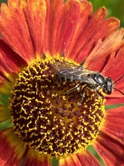 Lasioglossum coriaceum