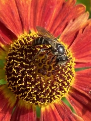 Lasioglossum coriaceum