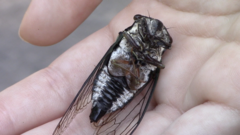 Neotibicen lyricen