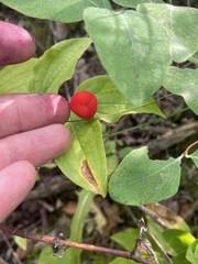 Prosartes trachycarpa