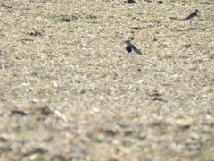 Vanellus chilensis