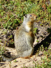 Urocitellus columbianus