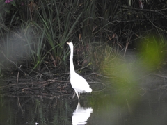Ardea alba alba