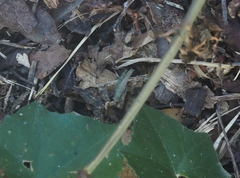 Atractomorpha lata