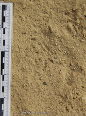 Anaxyrus boreas
