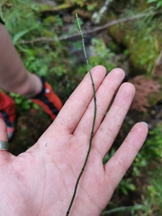 Equisetum scirpoides