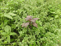 Amaranthus cruentus