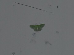 Synchlora