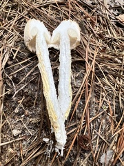 Austroboletus subflavidus