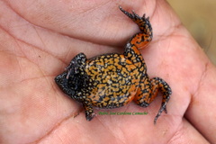 Elachistocleis pearsei