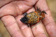 Elachistocleis pearsei