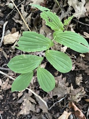 Uvularia grandiflora