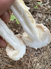 Austroboletus subflavidus