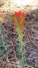Castilleja applegatei