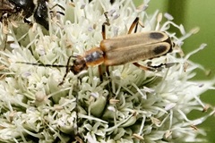 Chauliognathus marginatus