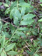 Vaccinium myrtilloides