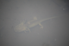 Ambystoma mavortium